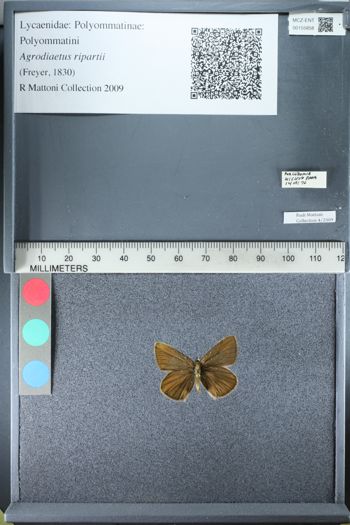 Media type: image;   Entomology 155858